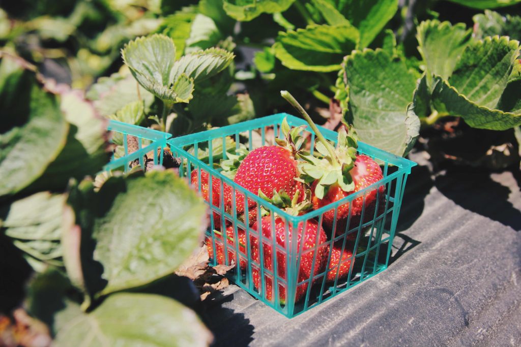 farm management software