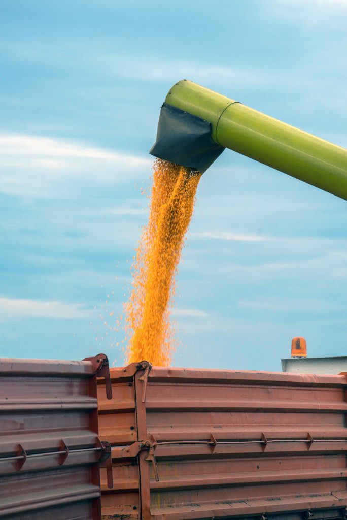 Corn maize harvest