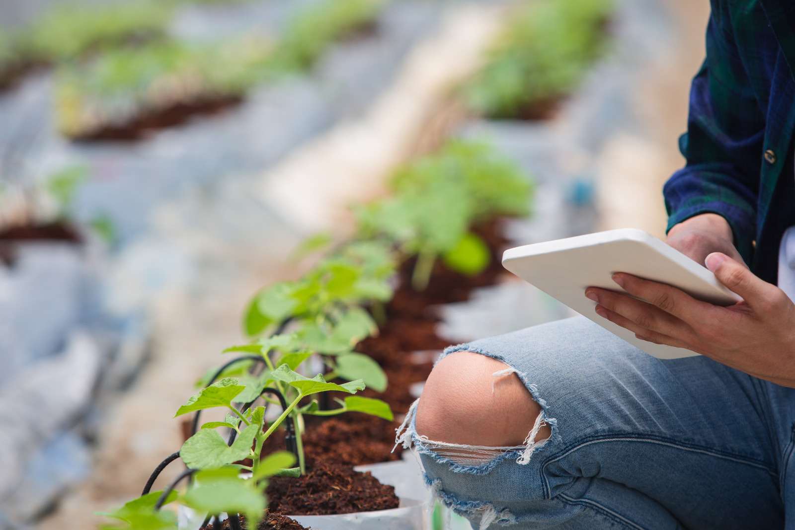 The Impact of Real-Time Data in Agriculture Through Supply Chain Software